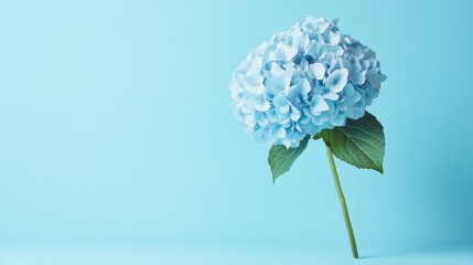 Poster - A graceful blue hydrangea bloom with fluffy, clustered petals, on a serene blue background