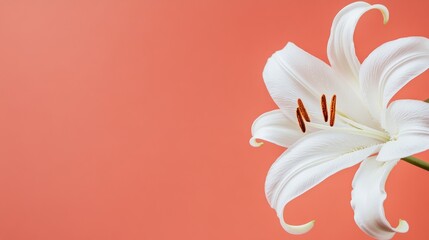 Wall Mural - A gentle white daisy against a muted olive background, close-up shot, Minimalist style