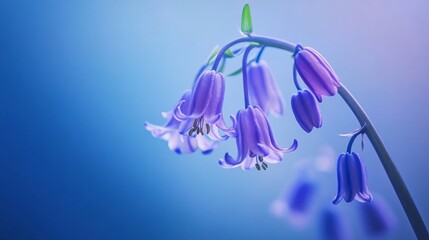 Wall Mural - A serene bluebell flower with tiny, bell-shaped blooms, on a serene blue background