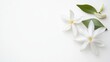 © ArpPSIqee - A serene white jasmine blossom with delicate, star-shaped flowers, on a pure white background