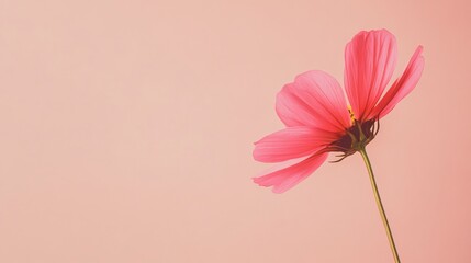 Poster - A single bright pink cosmos flower against a soft peach background, close-up angled shot, Minimalist style