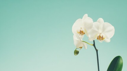 Poster - A single elegant white orchid against a mint green background, close-up shot, Minimalist style