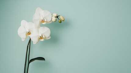Poster - A single elegant white orchid against a mint green background, close-up shot, Minimalist style