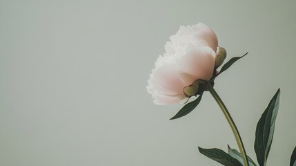 Wall Mural - A single pale pink peony against a soft olive background, side view shot, Minimalist style