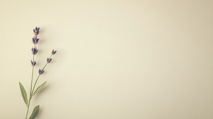 Aufkleber - A solitary lavender sprig set against a cream background, angled shot, Minimalist style