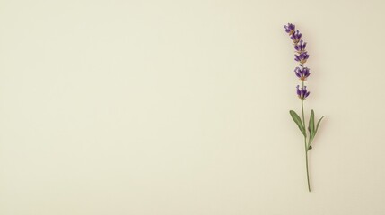 Aufkleber - A solitary lavender sprig set against a cream background, angled shot, Minimalist style