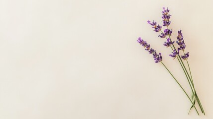 Aufkleber - A solitary lavender sprig set against a cream background, angled shot, Minimalist style