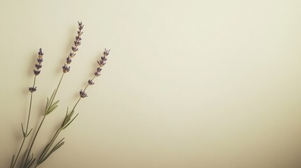 Aufkleber - A solitary lavender sprig set against a cream background, angled shot, Minimalist style