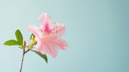 Wall Mural - A solitary pink azalea flower in a light blue background, macro shot, Serene style