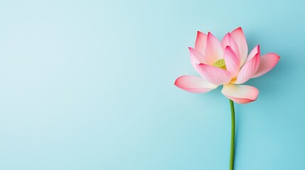 Wall Mural - A solitary pink lotus flower in a serene light blue background, overhead shot, Peaceful style