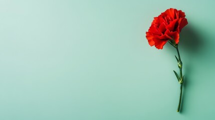 Aufkleber - A solitary red carnation in a light mint green backdrop, close-up shot, Romantic style