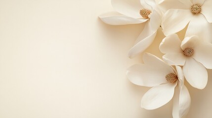 Poster - Lovely magnolia petals in ivory-white, on a subtle and calm cream background, Minimalist style