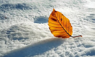 Wall Mural - lone orange leaf rests on blanket of white snow under bright sunlight