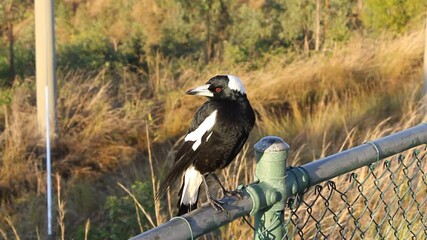 Wall Mural - Australian Magpie bird perched on a metal fence with long grass in the background