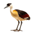 © Sunila - Angled view full body shot of an extremely perfect looking single Jacana animal isolated on a white transparent background