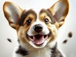 © Nats - Charming portrait of a smiling corgi pup.