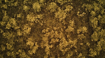 Poster - Aerial view of a dense forest with golden-brown foliage.
