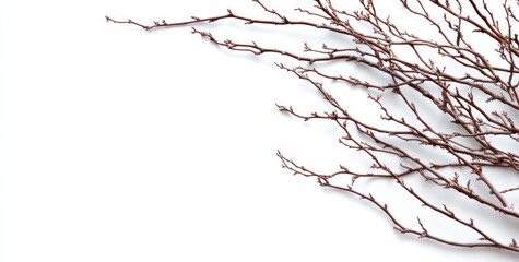 Poster - Brown branches on white background, minimalistic design, copy space.