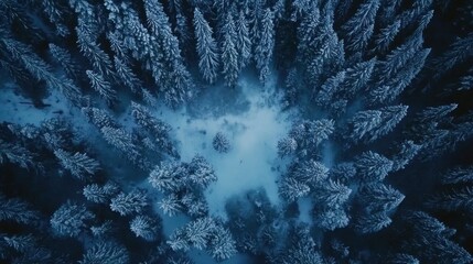 Aufkleber - Aerial view of snow-covered pine forest in winter. (3)