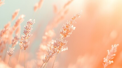 Aufkleber - Soft light illuminates pastel lavender flowers in a field at sunset.