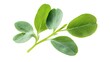 © Ahesan - Falling Fenugreek Leaf isolated on a white background