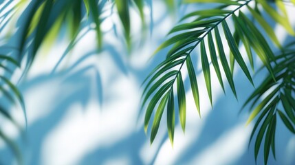 Canvas Print - Lush green palm fronds casting shadows on a bright background.