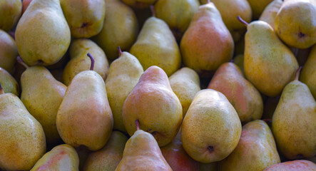 Wall Mural - many well-ripened yellow pears