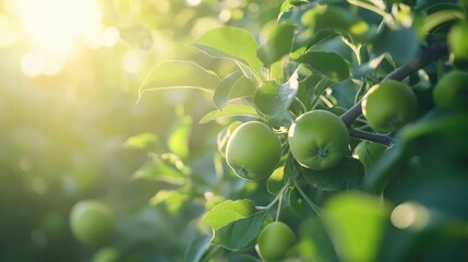 Poster - Green apples ripening on sunlit tree branches surrounded by lush foliage during summer season in a serene orchard setting.