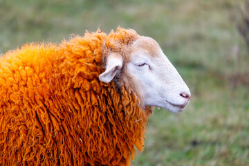 Wall Mural - A sheep with orange wool is standing in a field