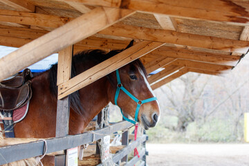 Wall Mural - A brown horse with a blue bridle is standing in a pen