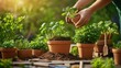 © MAVIS - Hands Planting Fresh Herbs in Terracotta Pots during Golden Hour