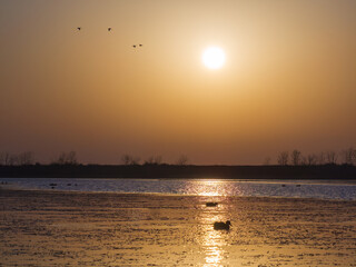 Sunrise scene in the wetland. There are mudflats, lakes, and swimming water birds.