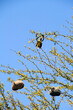 © Naomi Bruwer - A breeding male Cape Weaver (Ploceus capensis) skillfully weaves a nest in the branches of a blooming Acacia karroo, also known as the sweet thorn tree with vibrant yellow flowers.
