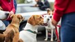 © ArpPSIqee - Community car trade-in fair at a local pet adoption event. Featuring adorable animals and expert consultations