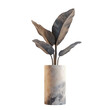 © ใบไม้ ใบหญ้า - Potted plant, white isolate background