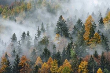 Wall Mural - Misty sky over a serene forest  captivating trees create an enchanting atmosphere