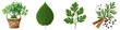 Coriander-Clipart concept. Assorted green herbs and vegetables displayed against on Transparent background.