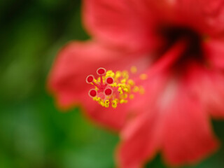 beautiful flowers in the garden