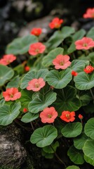 Wall Mural - Beautiful red flowers bloom among green foliage in a dense forest