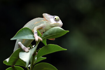 Wall Mural - baby high pied veiled chameleon on branch, baby high pied veiled chameleon closeup on green leaves, 