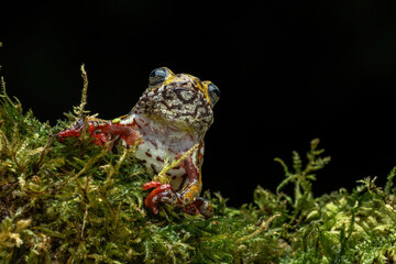Wall Mural - painted reed frog (hyperolius marmoratus) closeup on moss, common reed frog on moss