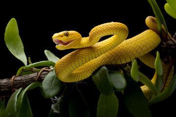 Wall Mural - the yellow white-lipped pit viper (trimeresurus insularis) closeup on branch with black background, 