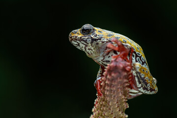 Wall Mural - painted reed frog (hyperolius marmoratus) closeup on moss, common reed frog on moss