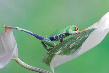 Wall Mural - red-eyed tree frog crawl on bark, red-eyed tree frog (agalychnis callidryas) closeup, exotic animal 