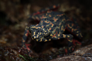 Wall Mural - male bleeding toad or leptophryne cruentata closeup on dry leaves, leptophryne cruentata closeup on 