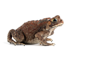 Wall Mural - asian common toad (duttaphrynus melanostictus) isolated on white backkground, asian common toad (dut