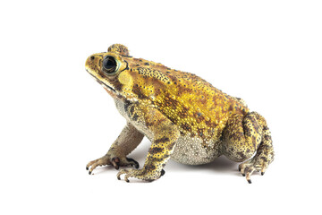 Wall Mural - asian common toad (duttaphrynus melanostictus) isolated on white backkground, asian common toad (dut