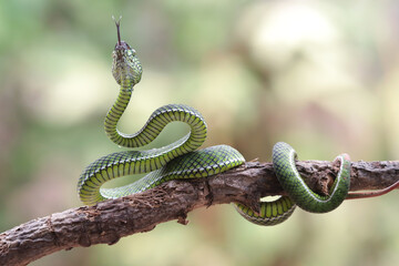 Wall Mural - trimeresurus calamitas with defensive position on branch, trimeresurus calamitas on tree, indonesian