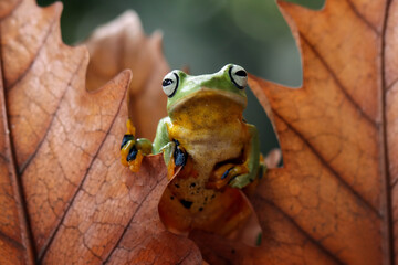 Wall Mural - tree frog on dry eaf, gliding frog (rhacophorus reinwardtii) sitting on branch, javan tree frog on b