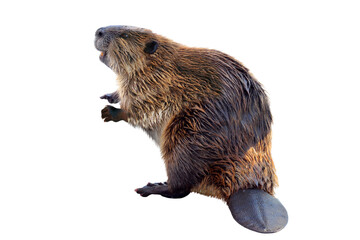 Beaver transparent background